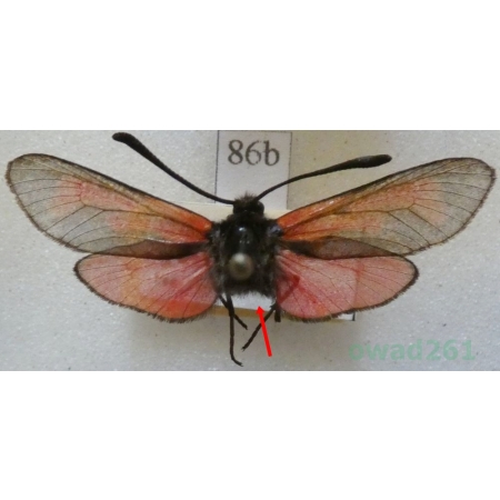 Zygaena minos (Denis & Schiffermüller, 1775) Kraśnik biedrzeniowiec Czech86b